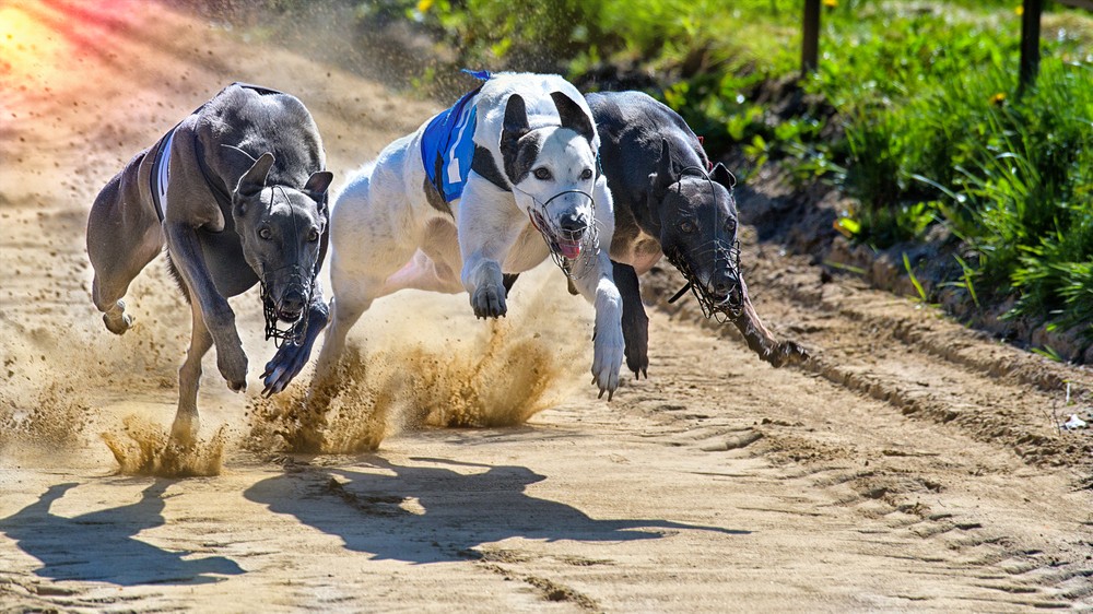 Unlocking the Secrets of Betting on Greyhounds