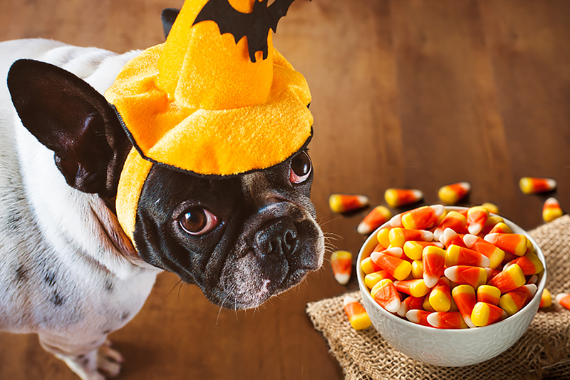 Foods Or Beverages That You Must Never Offer To Your Pet Dog