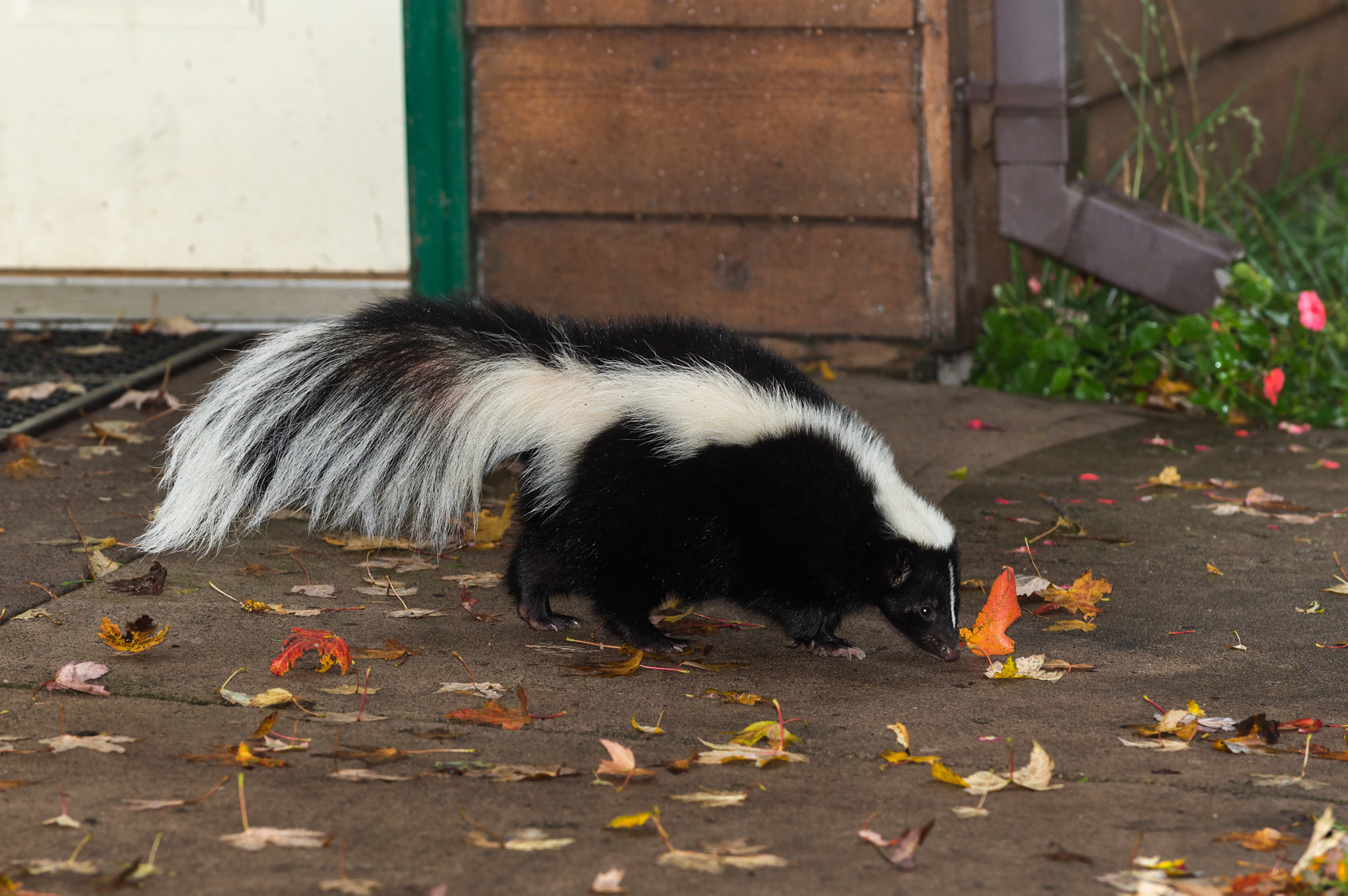 How Do You Know When It Is Time For Professional Skunk Removal