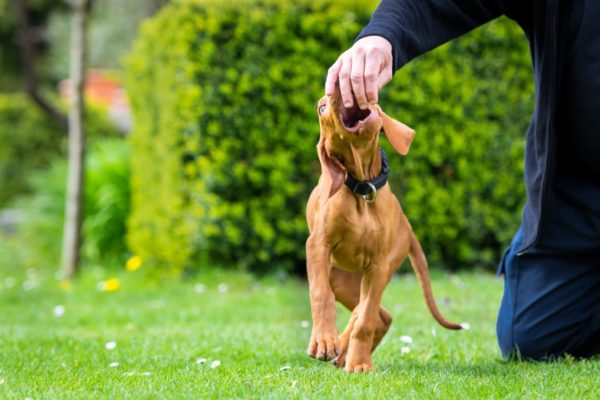 How to File Claims for Dog Bite Injuries
