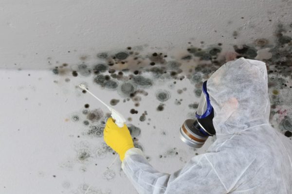 An Overview on Mold Removal and Prevention